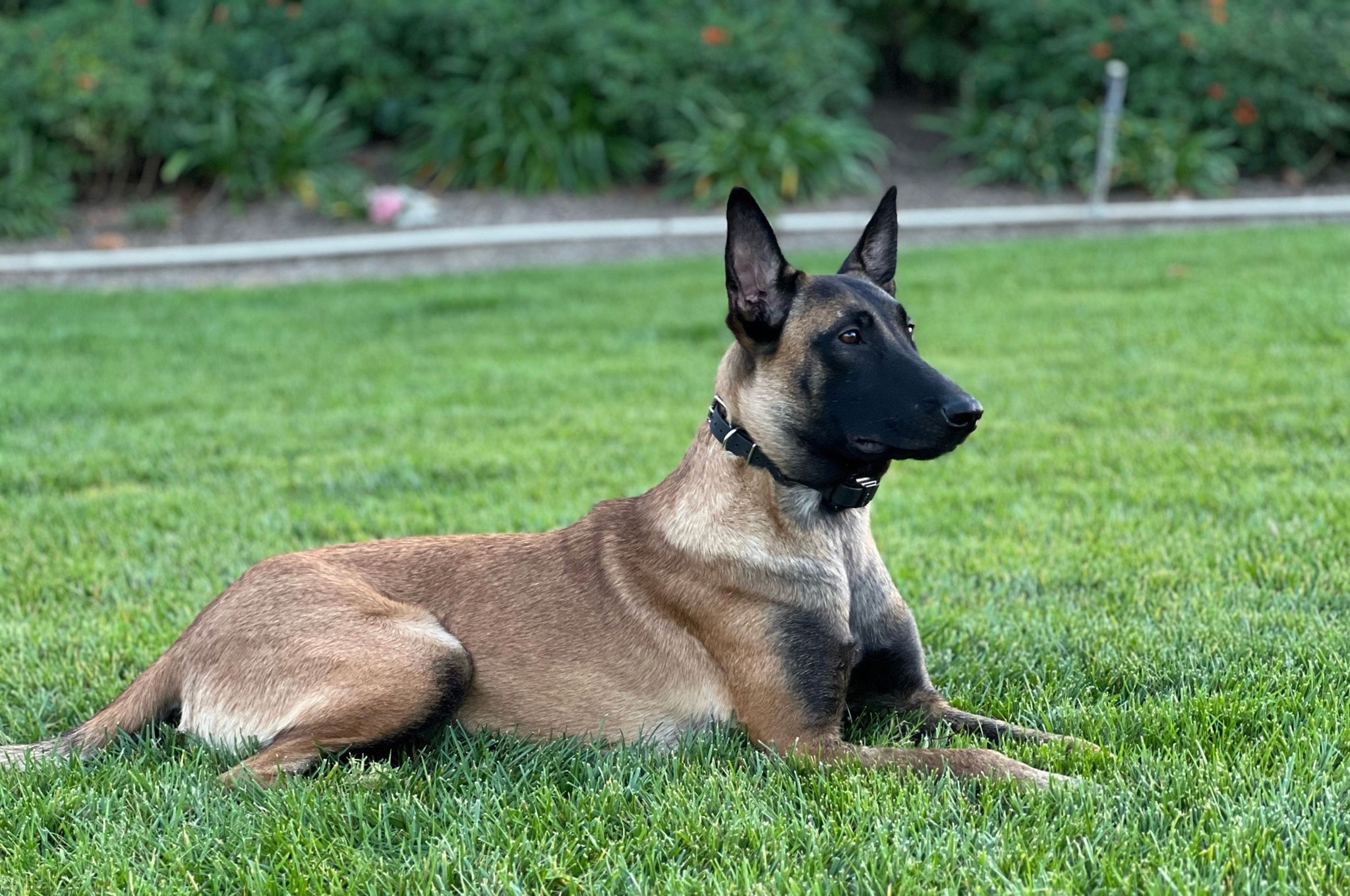 Service Animals and Emotional Support Animals in California HOAs: Your Rights