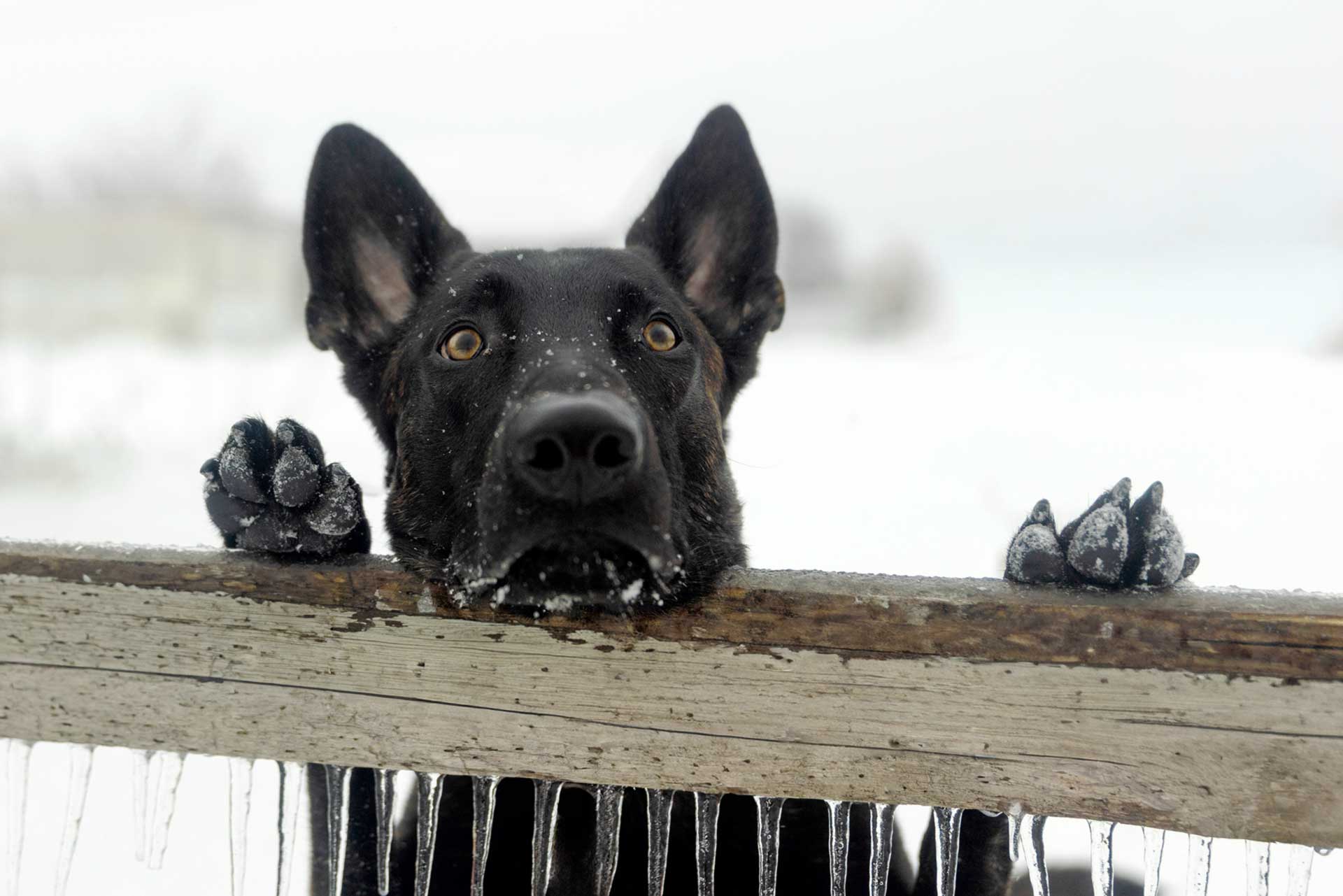 Dog Behind Fence: Fear Alone Does Not Justify Harm Under California Law